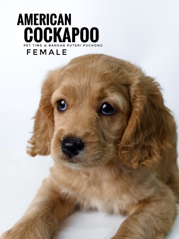 Pet shop sell american cockapoo
