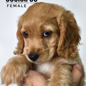 Pet shop sell american cockapoo