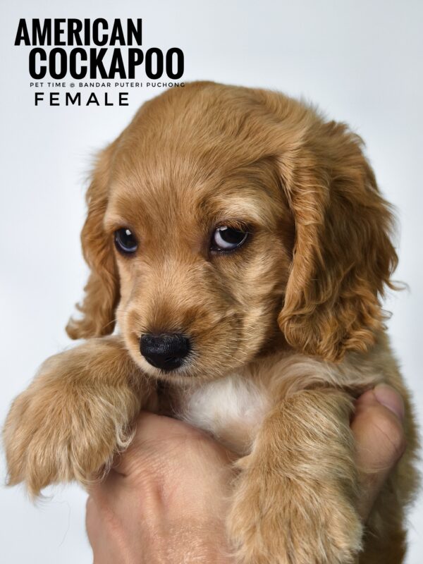 Pet shop sell american cockapoo