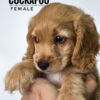 Pet shop sell american cockapoo
