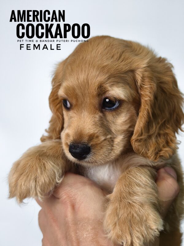 Pet shop sell american cockapoo