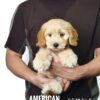 Pet shop sell american cockapoo
