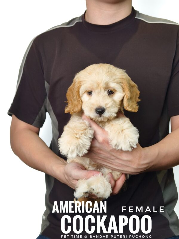 Pet shop sell american cockapoo