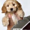 Pet shop sell american cockapoo