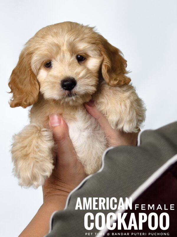 Pet shop sell american cockapoo
