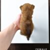 Mame Inu for Sale in Malaysia