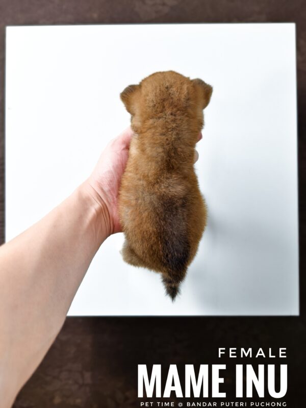Mame Inu for Sale in Malaysia