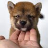 Mame Inu for Sale in Malaysia