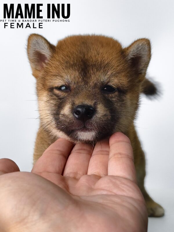 Mame Inu for Sale in Malaysia