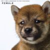 Mame Inu for Sale in Malaysia