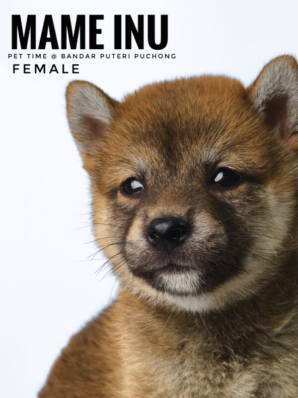 Mame Inu for Sale in Malaysia