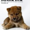Mame Inu for Sale in Malaysia