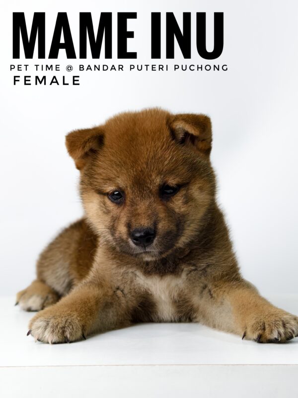 Mame Inu for Sale in Malaysia
