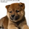 Mame Inu for Sale in Malaysia