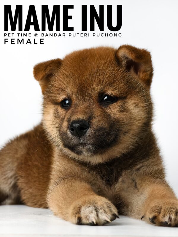 Mame Inu for Sale in Malaysia