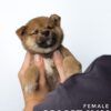 Mame Inu for Sale in Malaysia