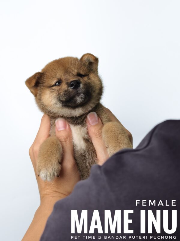 Mame Inu for Sale in Malaysia