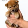 Mame Inu for Sale in Malaysia