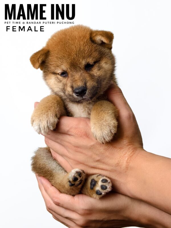 Mame Inu for Sale in Malaysia