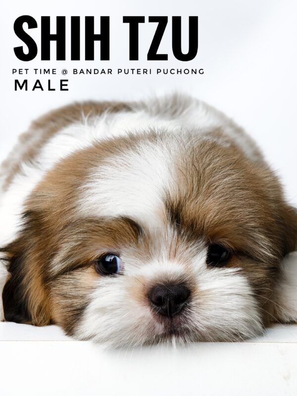 shih tzu puppies for sale