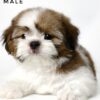 shih tzu puppies for sale