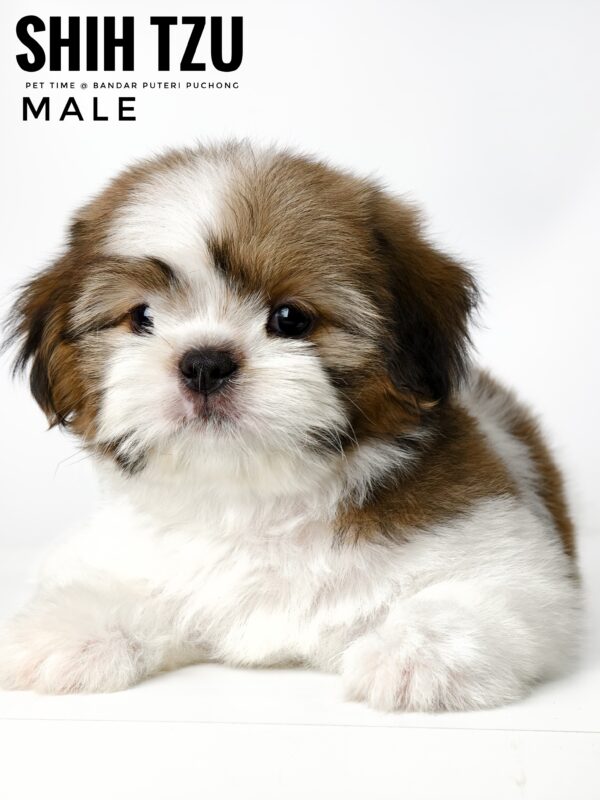 shih tzu puppies for sale