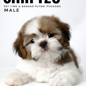 shih tzu puppies for sale