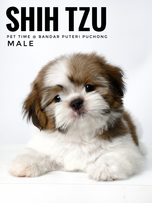 shih tzu puppies for sale