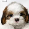 shih tzu puppies for sale