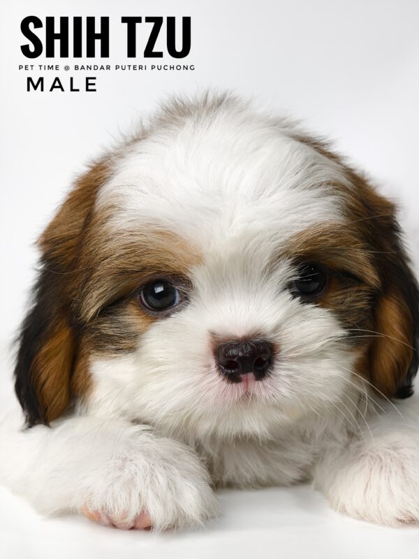 shih tzu puppies for sale