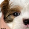 shih tzu puppies for sale