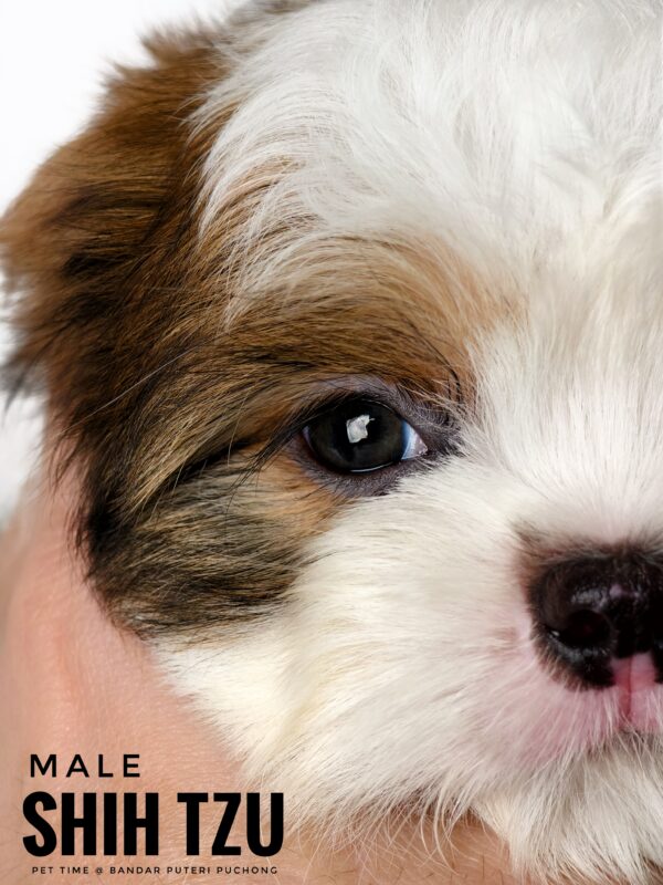 shih tzu puppies for sale