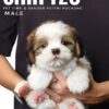 shih tzu puppies for sale