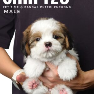 shih tzu puppies for sale