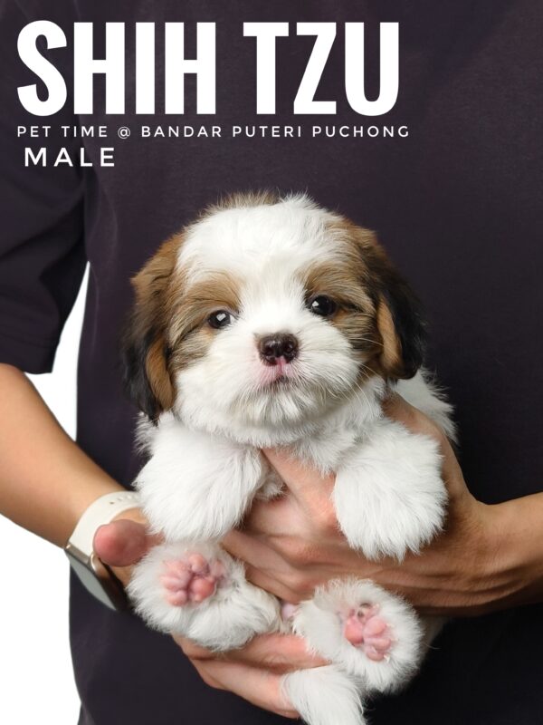 shih tzu puppies for sale