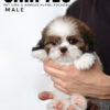 shih tzu puppies for sale