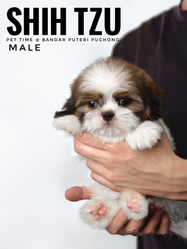 shih tzu puppies for sale
