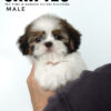 shih tzu puppies for sale