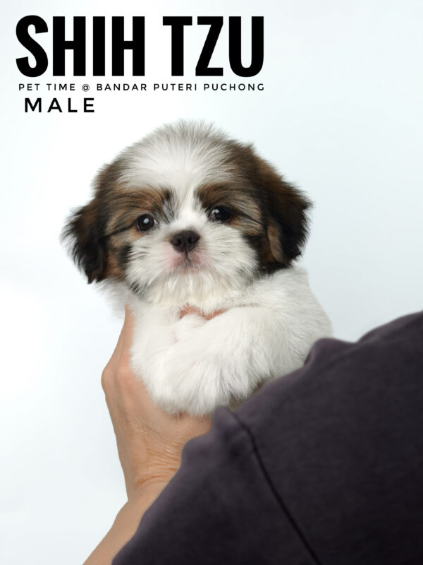 shih tzu puppies for sale