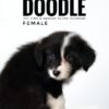 borderdoodle puppies for sale in malaysia