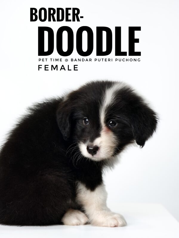 borderdoodle puppies for sale in malaysia