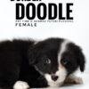 borderdoodle puppies for sale in malaysia