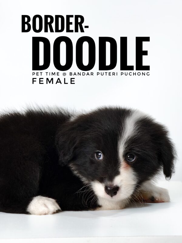 borderdoodle puppies for sale in malaysia