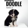 borderdoodle puppies for sale in malaysia