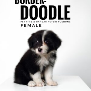 borderdoodle puppies for sale in malaysia