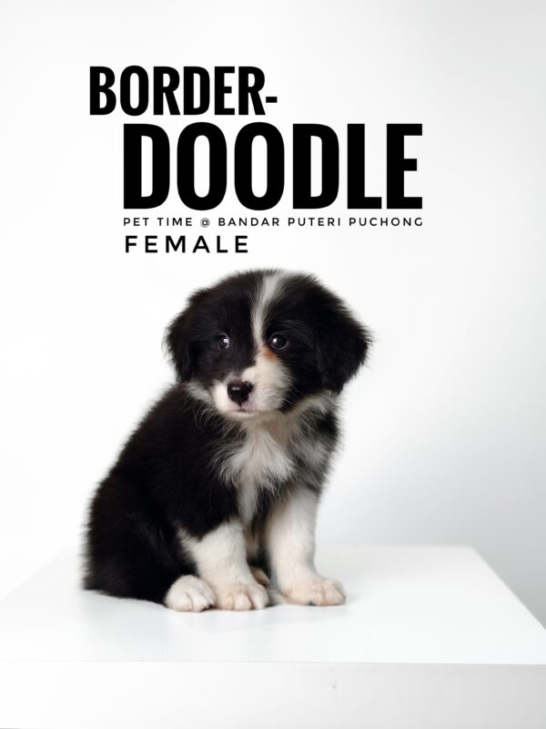 borderdoodle puppies for sale in malaysia
