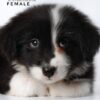 borderdoodle puppies for sale in malaysia