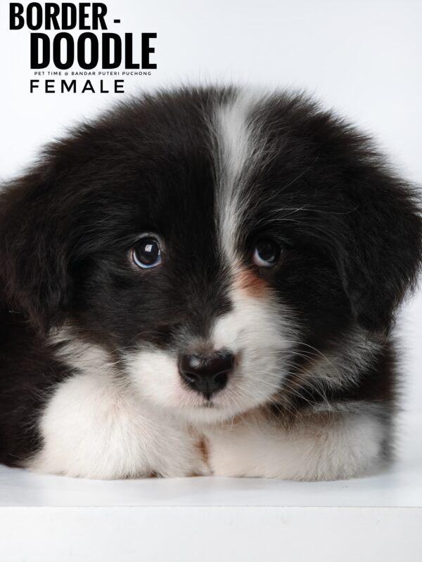 borderdoodle puppies for sale in malaysia