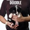 borderdoodle puppies for sale in malaysia