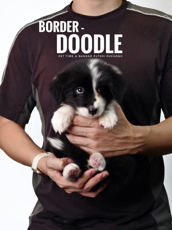 borderdoodle puppies for sale in malaysia